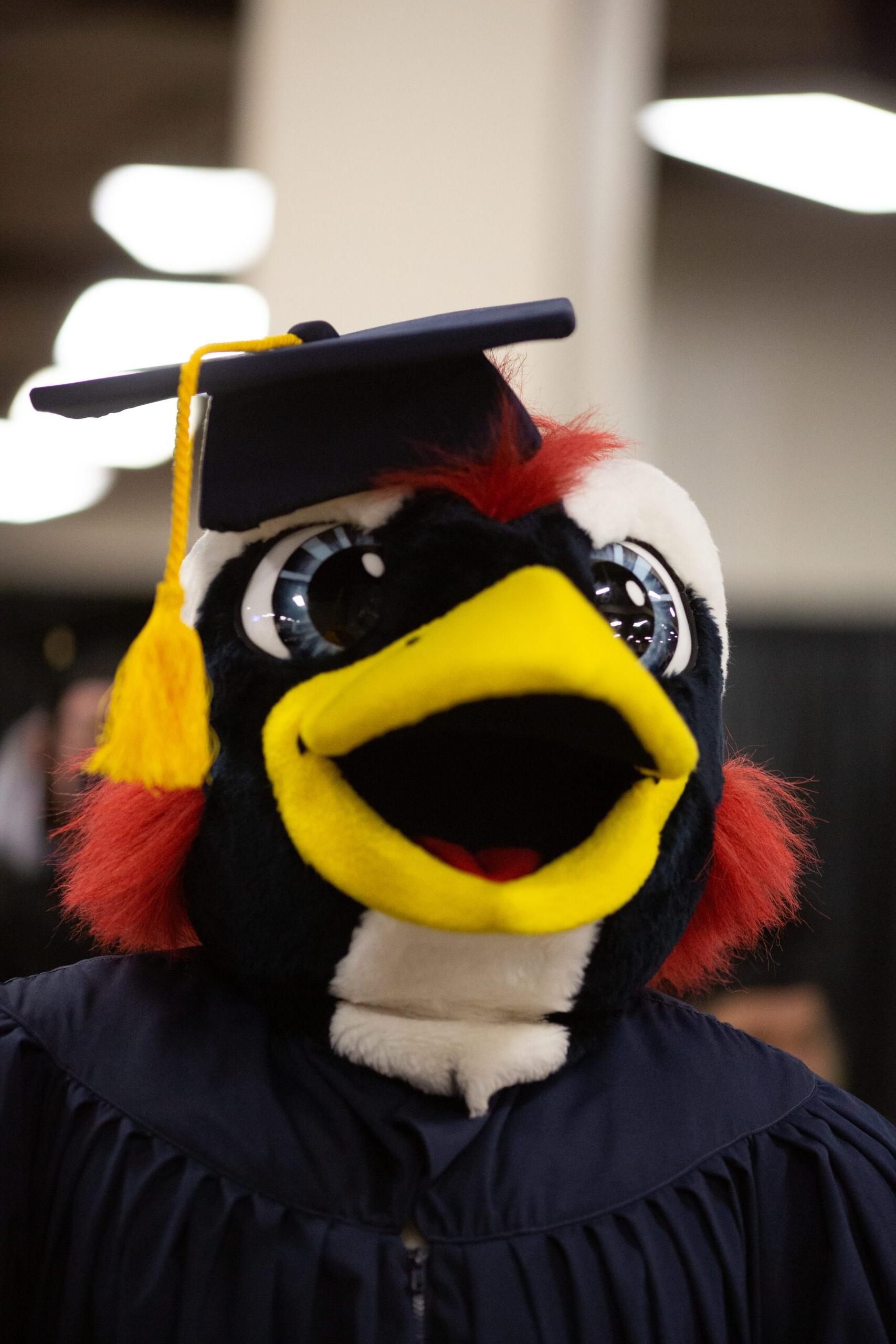 Rowdy at MSU Denver commencement on Friday, May 13th, 2022.